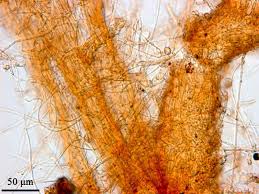 Image result for Vitellariopsis