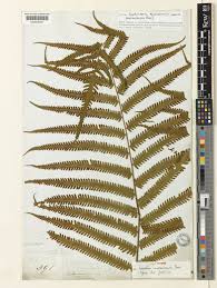 Image result for Amblovenatum opulentum