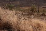 Image result for Elephantorrhiza goetzei
