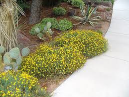 Image result for Dyssodia