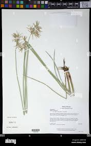 Image result for Cyperus articulatus