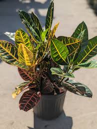 Image result for Codiaeum