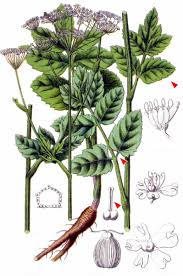 Image result for Pimpinella ledermannii