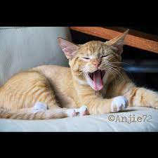 Funny Cat Pictures No Swear Words Cat Best Of The Funny Meme Funny Cat Pictures Cats Cats And Kittens