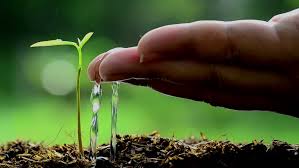 Find plantation pictures and plantation photos on desktop nexus. Male Hand Watering Young Tree Stock Footage Video 100 Royalty Free 7661827 Shutterstock