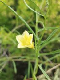 Image result for Xenostegia tridentata