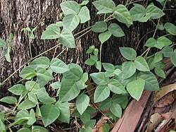 Image result for Macrotyloma rupestre × densiflo