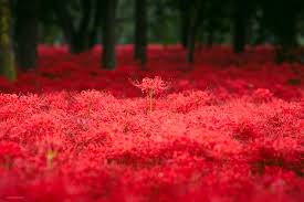 「曼珠沙華」の画像検索結果