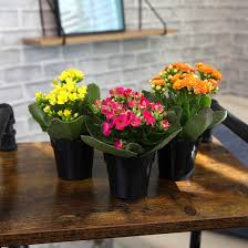 Image result for Kalanchoe