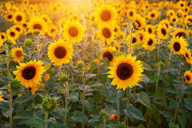 Our award winning floral design staff creates luxurious, upscale floral bouquets, themed for many different occasions. Visit These Magical Sunflower Fields In Central Ohio In 2021