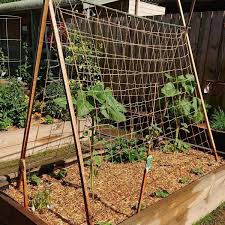 Maybe you would like to learn more about one of these? Jute Pea And Bean Support Net The Seed Collection
