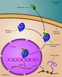 Regulation Of Gene Expression Wikipedia