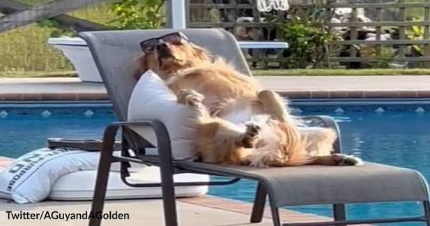 Guard Dog Loves Sunbathing on a Lounger by the Pool While on Duty | The Animal Rescue Site