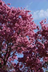Flowering Cherry In Zone 10