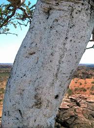 Image result for Boscia albitrunca