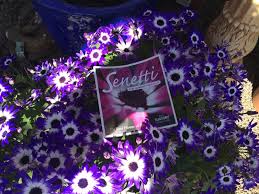 Image result for Cineraria