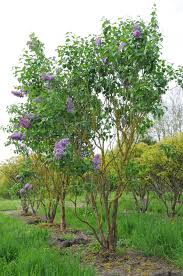 Image result for tamarix ramosissima pink cascade