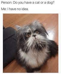 30 Animal Memes That Will Make You Laugh Until You Cry Funny Animal Memes Animal Memes Funny Animal Pictures