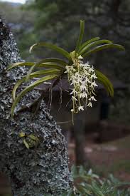 Image result for Cyrtorchis praetermissa