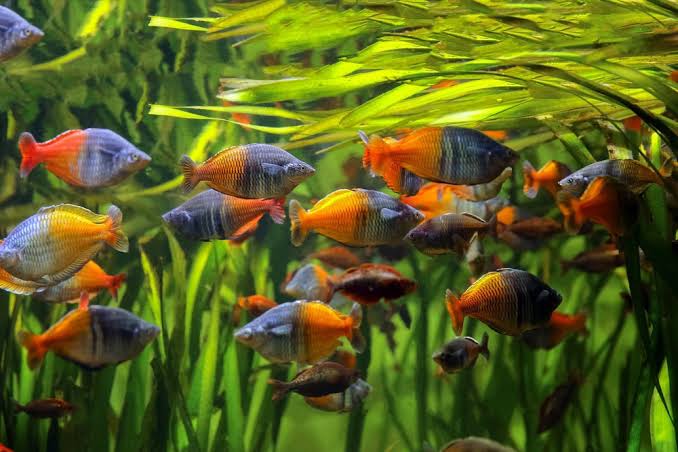 Boesemani Tropical Rainbowfish - Arizona Aquatic Gardens