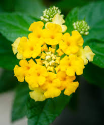 Image result for Lantana camara
