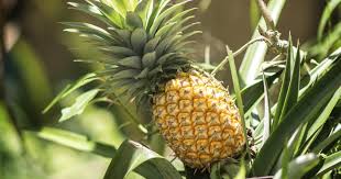 Ananas Pflanzen Selbst Vermehren Ananas Pflanzen Pflanzen Und Pflegeleichte Pflanzen