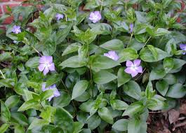 Image result for Vinca major