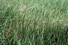 Image result for Schoenoplectus muricinux