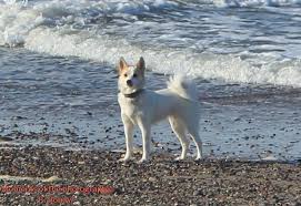 Norrbottenspets are a very easy going and loving dog. Norwegischer Lundehund Norwegischer Schwarzer Elchhund Reni Bonow Posts Facebook