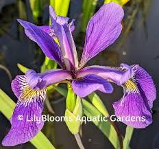 Image result for Rotheca aurantiaca