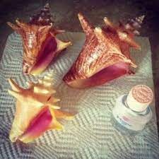 Conch shells are formed overtime through the spiraling action of water currents, collecting in this video, the growth of the conch shell gains spiritual importance as part of an overarching evolution of these cookies allow us to count visits, identify traffic sources, and understand how our services are. How To Clean And Polish A Conch Shell Travel It Girl Cleaning Sea Shells Conch Shell How To Polish Shells