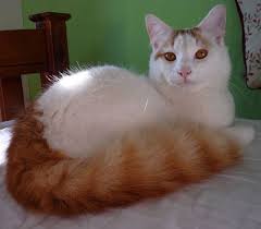 Turkish Van Cat Goruntuler Ile Sevimli Kediler Yavru Kediler Kedi