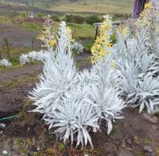 Image result for Senecio pleistocephalus