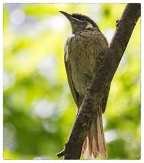 Lewin S Honeyeater The Grotto Reserve Nowra Nsw Coastal Nowra Pics