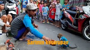 Follow the same steps and use the newly formed regulation in jakarta to convince your local government why topeng monyet should be banned. Kesenian Tradisional Topeng Monyet Youtube