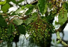 Image result for Scolopia stolzii