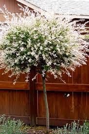 It's high quality and easy to use. Tri Color Willow Tree For Sale Online The Tree Center