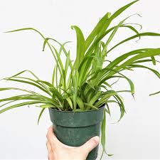 Image result for Chlorophytum