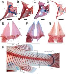 We enrol not only the son, but the whole family; Phylogeny Classification And Evolution Of Salinity Tolerance Of The North American Topminnows And Killifishes Family Fundulidae Teleostei Cyprinodontiformes