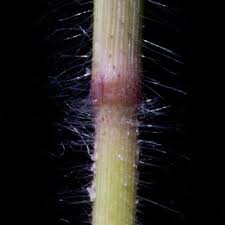 Image result for Urochloa brachyura