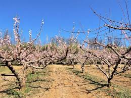Kaki, melo, pesco, albicocco, cigliegio, fico (biano o nero), melograno, susino, pero, castagno. Alberi Da Frutto In Fiore Nelle Prime Colline Cesenati Cesena Home Corriere Cesenate