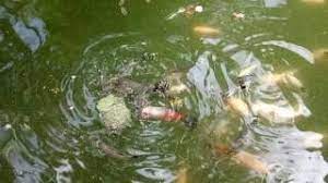 Homemade Fish Food For Guppy Youtube