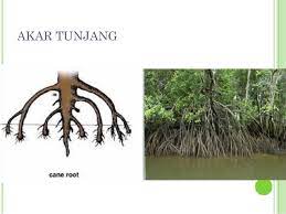 Tumbuhan bakau memiliki akar tunjang untuk menopang tubuhnya agar tetap kokoh. Ciri Ciri Tumbuhan