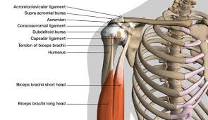 Image result for Biceps Tendon Injection