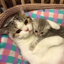 Oh My God Protect Them Sevimli Kediler Sevimli Kedi Yavrulari Kediler Ve Yavrulari