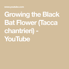 Growing The Black Bat Flower Tacca Chantrieri Youtube Bat Flower Black Bat Understory Plants