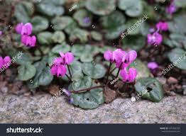 Image result for Cyclamen parviflorum