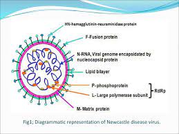 Historically, nd has been a devastating disease of. Newcastle Disease Virus Ppt Video Online Download