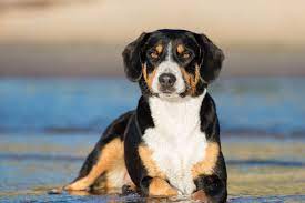 Share the entlebucher mountain dog is the smallest of the four swiss mountain dogs. Entlebucher Sennenhund Hundemagazin Info