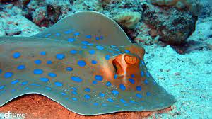 The nearest island is known as rocky island. Liveaboard Diving At Zabargad In Southern Egypt S Red Sea